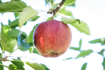 Gala apples hanging on tree limb