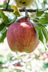Gala apples hanging on tree limb
