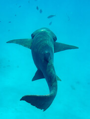 Obraz premium Shark
