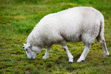 Obraz na płótnie Canvas Sheep eating grass in a green meadow