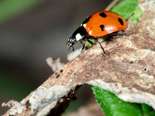 ladybird on a leaf