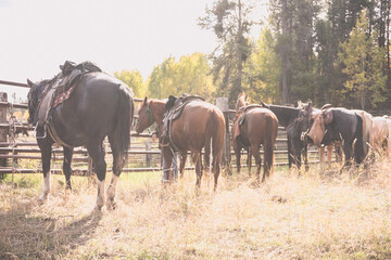Horses tied up to fence at cattle corrals
