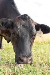 Cow Face up close in pasture