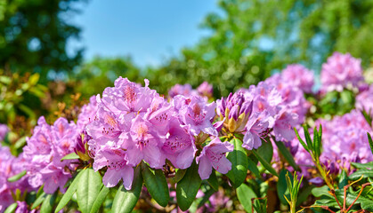 Rhododendron in my garden. A series of photos of rhododendron in garden.