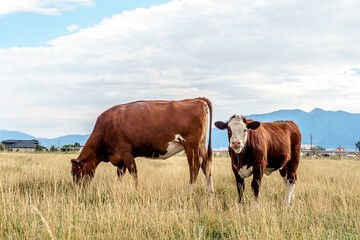 Cow and calf in pasture © Tedi S Photography