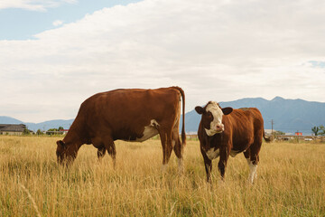 Cow and calf in pasture