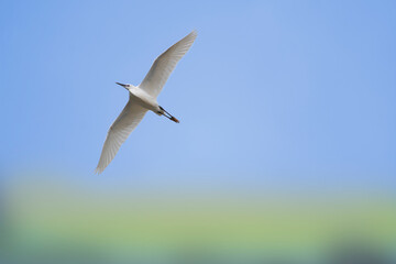 A little egret species of little herons in flight over the river. Egretta garzet