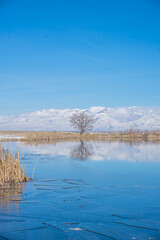 Lone Tree against the winter mountain range over the water