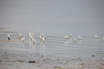 Storks in water.