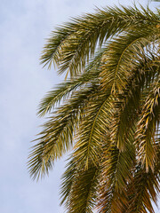 Fototapeta na wymiar beautiful palm tree and sky