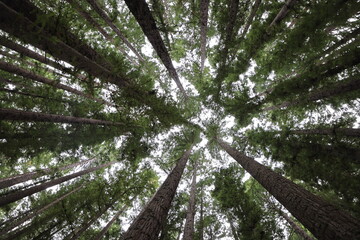 Fototapeta premium Giant redwood forest.