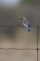 Female Eastern Bluebird sits perched on a barbed wire fence with nesting material in her beak