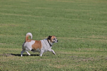 Dog walking in park.
