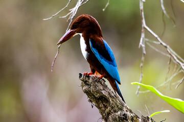 White throated kingfisher hunting.