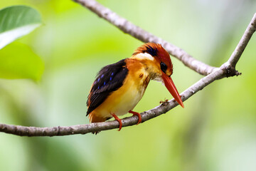 Oriental Dwarf Kingfisher