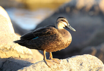 Pacific black duck bird standing on a rock