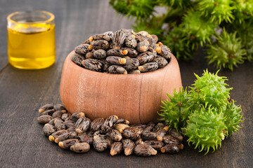 Oil, seeds and fruits of Ricinus communis - Medicinal product