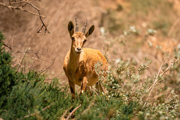 Female Ibex in Green Brush Ein Gedi, Israel