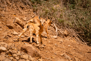 Curious Baby Ibex, Ein Gedi Israel