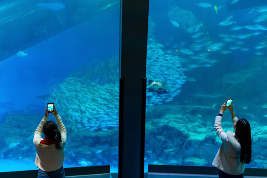 Asian woman friends using mobile taking picture shoal of fish in large glass tank during travel underwater zoo Aquarium together. Attractive girl learning sea life at oceanarium on holiday vacation.