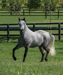 purebred dapple grey connemara horse running free in field outdoors on horse breeding farm in rural area green lush grass in field meadow or pasture safe wooden fencing in background vertical format 