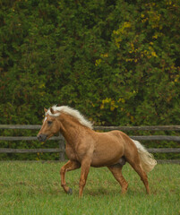 Obraz premium palomino colored connemara stallion free running in field of green grass and trees in pasture in summer time flaxen mane and tail irish purebred stallion horse vertical equine image room for type 