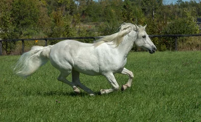 Fotobehang grey purebred connemara horse running in field of lush green grass on horse breeding farm in rural area white mane and tail flying horse running fast speed galloping free in meadow no tack horizontal © Shawn Hamilton CLiX 