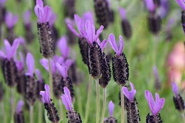 French lavender ( Lavandula stoechas ) flowers.
Lamiaceae evergreen plants. Blooms from May to July.
