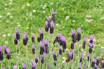 French lavender ( Lavandula stoechas ) flowers.
Lamiaceae evergreen plants. Blooms from May to July.