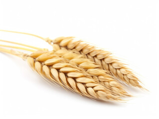 A close up of a wheat ears
