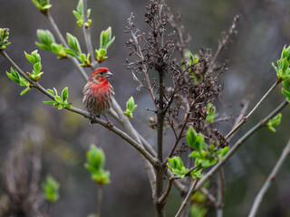 Male House Finch on tree branch in Spring