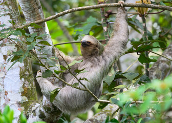 Three-toed sloth foraging in tree