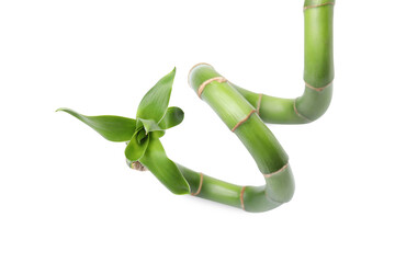 Beautiful green bamboo stem with leaves on white background