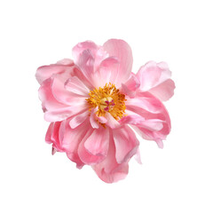 Beautiful pink peony flower isolated on white