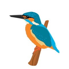 Colorful bird Kingfisher in flat cartoon illustration. Common Kingfisher sitting on a tree branch isolated on white background. Vector illustration
