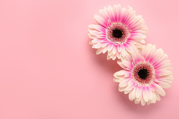 Beautiful gerbera flowers on pink background