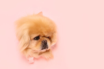 Cute fluffy dog looking out of hole in torn pink paper