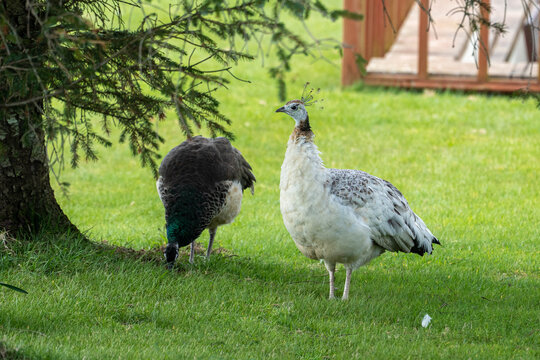 two female peacocks feeding on the lawn in the garden