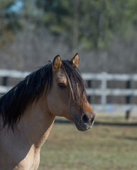 Naklejka premium close up headshot portrait of a kiger mustang horse purebred kiger mustang domesticated dunn colored horse with black mane trees in background horizontal equine image room for type horse in corral