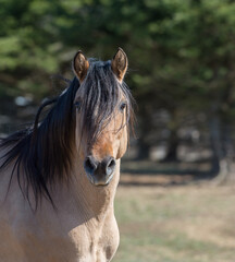 close up headshot portrait of a kiger mustang horse purebred kiger mustang domesticated dunn...