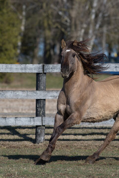 Kiger mustang horse free running in paddock  purebred kiger mustang domesticated running in corral with no tack dunn color black mane and tail vertical equine image with room for type and masthead 