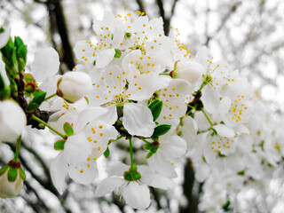 Blossoming plum white flowers close-up. Macro photography, wallpaper for decoration