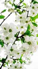 White cherry blossom, beautiful white flowers in the city garden, close-up detailed cherry blossom branch. White sakura flowers in bloom on a branch, macro photography
