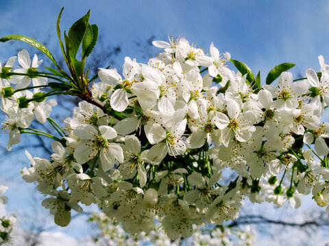 Blossoming sakura white color, white cherry flowers, spring photo