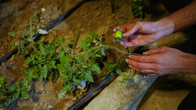 Gardener's hand showing a green vegetable plant