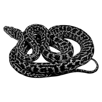 Carpet Python hand drawing vector isolated on background.