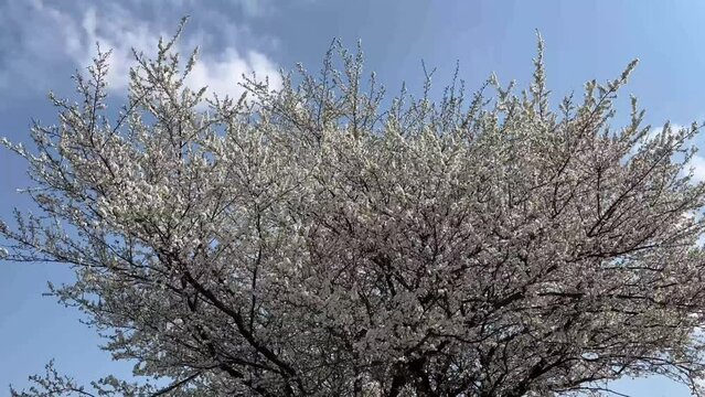 Blossoming on a peach tree in spring
