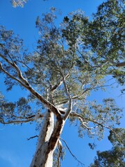 tree in the sky