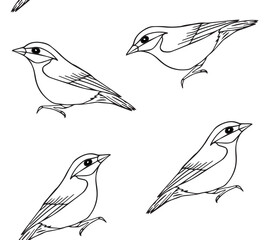 Vector seamless pattern of hand drawn doodle sketch nuthatch bird isolated on white background