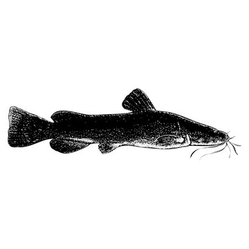 flathead catfish drawings